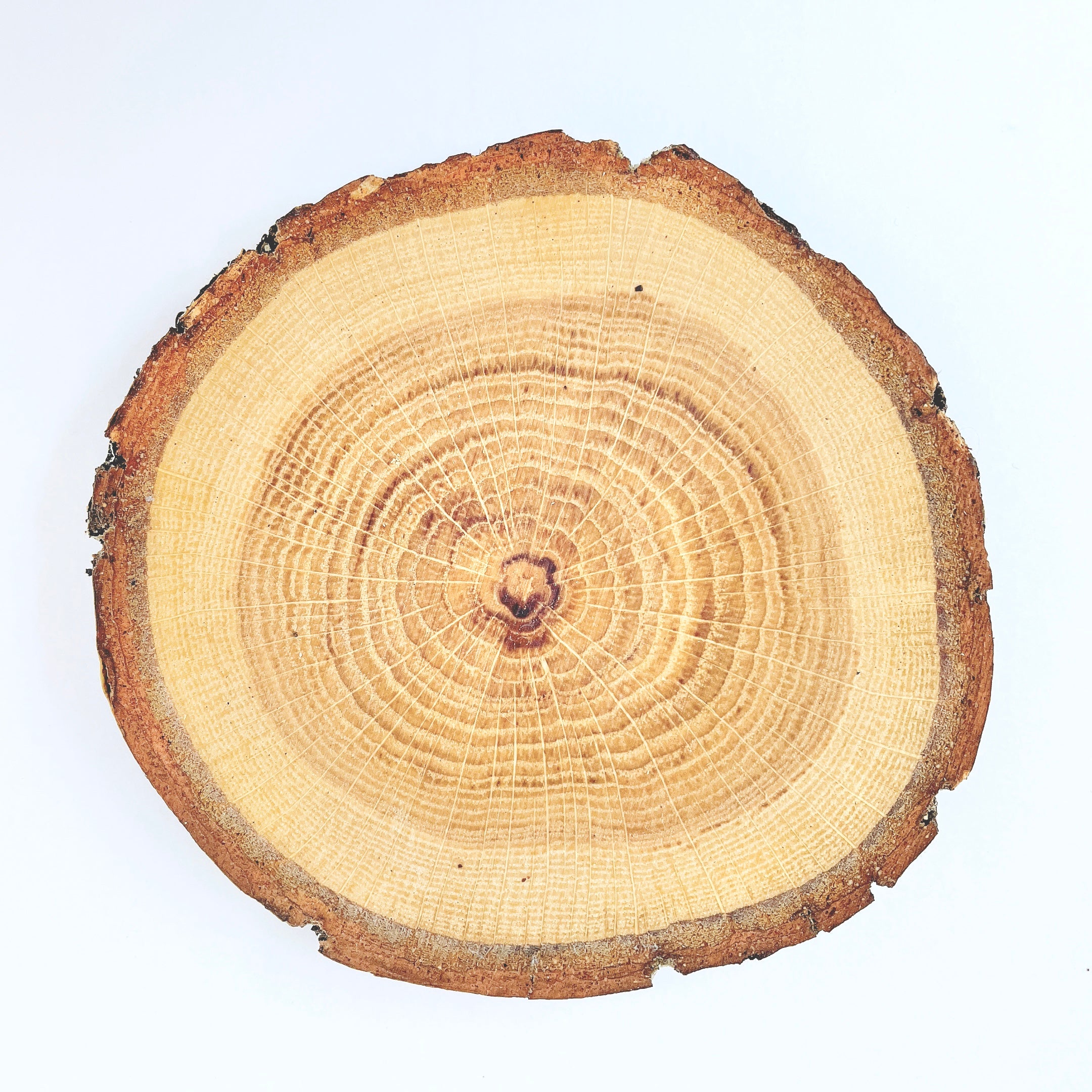 usaburo-kokeshi-socle-rond-ch-ne-100-mm image 3
